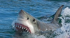 Austrálsky surfer zomrel po útoku žraloka v Novej Kaledónii