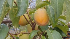 Tak na toto si trúfne len málokto. Slovákovi sa podarilo vypestovať obľúbené subtropické ovocie