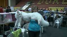 Mačky, aké ste možno ešte nikdy nevideli. Vystavovali ich v Banskej Bystrici