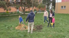 Lipy ako symbol vďaky. Deti, ktoré s mamami utiekli pred vojnou, chytili do rúk lopaty a skrášlili sídlisko v Prievidzi