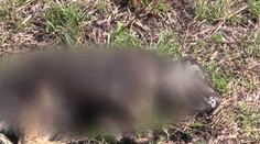 Uškrtené, dobité či spálené: Neďaleko osady pri Trebišove sme našli množstvo psov