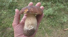 Horúce leto hubám neprialo, ochladenie a dážď by to rýchlo mohli zmeniť