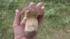 Horúce leto hubám neprialo, ochladenie a dážď by to rýchlo mohli zmeniť