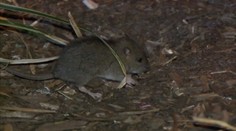 Potkany ovládli New York. Domáci si s nimi nevedia poradiť