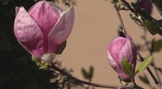 Čím staršia, tým krajšia. V záhradách je neprehliadnuteľná