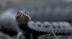 Jedovatý had v Chorvátsku: Hra na záhrade sa pre 6-ročného chlapca zmenila na boj o život