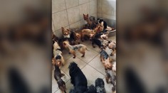 Žena pri V. Krtíši chovala v otrasných priestoroch desiatky psov. Objavili tam aj výskyt nákazlivého ochorenia