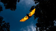 Vedci zistili, prečo sú vírusy, ktoré prenášajú netopiere, pre človeka také smrtiace