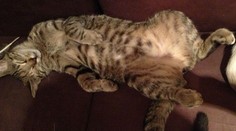 Domáca mačka nakazila dvoch ľudí tuberkulózou