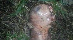 Zhrozená žena našla na dvore tohto tvora. Čo to vlastne je?