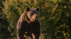 Európsky princ mal zastreliť najväčšieho medveďa v EÚ