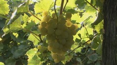 Horúčavy obrátili prírodu hore nohami. Na Slovensku už začali oberať vinice