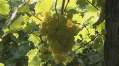 Horúčavy obrátili prírodu hore nohami. Na Slovensku už začali oberať vinice