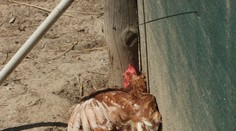 Nebezpečná nákaza zabila za pár hodín takmer celý chov hydiny. Veterinári odhalili aj jej pravdepodobný zdroj