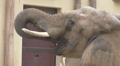 V ZOO majú veľké obavy o zvieratá. Ohrozené sú aj slony či kengury