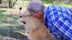 Niektorí turisti sú naozaj nepoučiteľní. Levica mužovi takmer odhryzla ruku