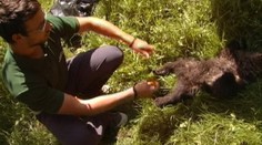 Ochranári v šoku: Mladého medveďa sa niekto snažil zodrať z kože