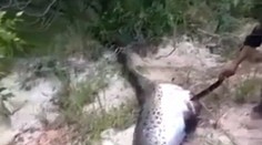 Hrozivý pohľad. V tele hada našli nečakanú obeť