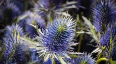 Starostove "podivné" nákupy. Je tam aj vyorávač bodliakov