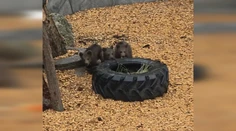 VIDEO: Veľká novinka v bojnickej ZOO. Populárne medvieďatá uvidia už aj návštevníci