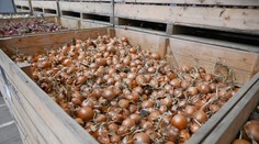 Nie je dôvod na „cibuľovú paniku“, upokojujú poľnohospodári