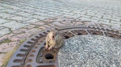 To ste ešte nevideli: Deväť hasičov zachraňovalo zaseknutého potkana v kanáli