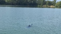 Paddleboardista nakrútil na Zelenej vode obrovskú rybu pripomínajúcu žraloka. Rybári hovoria o „starom známom“