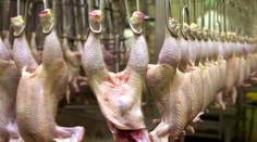 Obrovský škandál s poľským mäsom: Zvieratá roky vykrmovali olejmi na výrobu paliva. Slováci sú v strehu