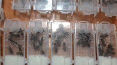 Netradičný prípad v Michalovciach. V kufri auta prevážal stovky živých včiel