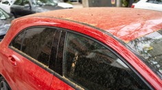 Žltý prášok pokryl autá aj terasy. Vzduch zaplavil peľ borovíc