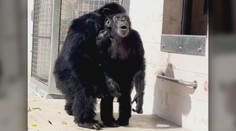 Šimpanz, ktorý slúžil na pokusy, sa prvýkrát dostal na slobodu. Dojímavý moment zachytili na video