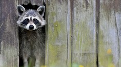 Do zoo v Heidelbergu sa svojvoľne nasťahoval medvedik čistotný