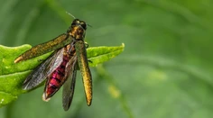 Na východe Slovenska vyhlásili karanténu. Mimoriadne opatrenia platia v desiatkach zamorených obcí