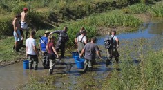 Rybári na Považí sú v pozore. Korytá riek postupne vysychajú a rybám hrozí uhynutie