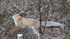 Na Záhorí našli uhynuté chránené zvieratá, otrávili ich jedovatou chemikáliou