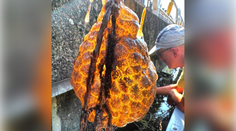 Vo vodnom kanáli v Holandsku objavili rôsolovité čudo. Obrovská rarita, zhodli sa biológovia
