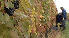 Ak patríte medzi milovníkov kvalitného vína, veľmi vás nepotešíme