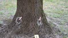 Niekto v Dunajskej Strede úmyselne likviduje stromy látkou, po ktorej vysychajú. Tu sú fotky