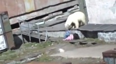 Medveď napadol ženu a potom ju zaživa pochoval