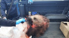 Žena mala nelegálne uloviť medvedicu, naporciovať ju a smerovať za hranice Slovenska