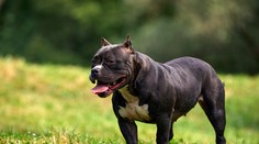 Krvavá dráma na juhu Slovenska. Tri agresívne psy zaútočili na ženu pri behu