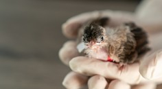 Nedotýkajte sa mláďat. Vtáčika však chytiť môžete, pre váš pach ho rodičia neopustia