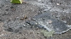 Plod, ktorý našli včera v Leviciach, zomrel ešte pred narodením