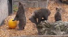 Okamžite sa stali hitom sezóny. Za príbehom medvieďat v bojnickej zoo sa však skrýva menej veselá realita