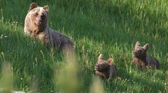Usmrtili problémovú medvedicu. Aj po premiestnení do divočiny chodila vyjedať kontajnery