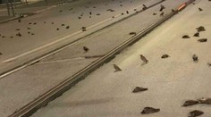 Stovky mŕtvych vtákov spadli z neba rovno na ulicu v Ríme. Sú obeťami ohňostrojov