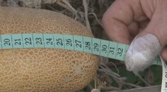 Záhradkár zo Svidníka sa pochválil megauhorkou. Ku gigantickým rozmerom prispel aj známy trik