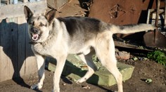 Čo robiť, ak sa ocitnete zoči voči agresívnemu psovi? Odborník prezradil, ako sa chrániť