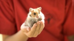 VIDEO: Viac ako 130 škrečkov behalo po lietadle. Odchytávali ich štyri dni