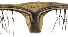 V týchto tangách z 19. storočia by nikomu zadok nezamrzol